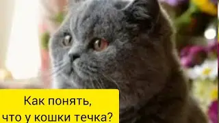 Кошка во время течки / Сколько длится течка у кошек?