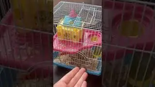 Moving a hamster into a huge new cage 