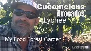 How to create a food forest garden: Living mulch