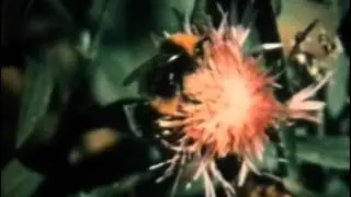 Насекомые