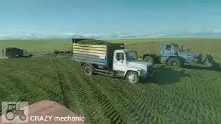 Заготовка силоса. Трамбовка на Кировец К-739