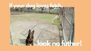 Off-leash dog park - Ball chase alley