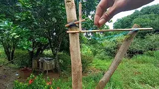 TRAP A BIRD USING THREAD AND RUBBER TUTORIAL