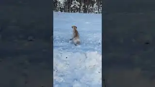 Альма и зима