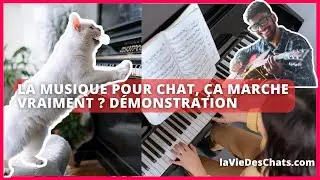 LA MUSIQUE POUR CHAT, ÇA MARCHE VRAIMENT ? Démonstration