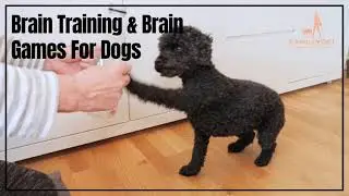 Brain training for dogs