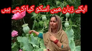 oilseed popy [/] village lifestyle