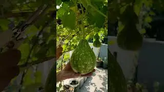 harvest bitter melon, gourd and water gourd #garden #fruit #gardening #vegetables