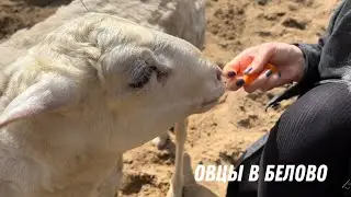 Атакована козами и барашками на ферме Белово