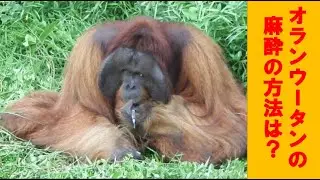 オランウータンってどうやって麻酔するの？