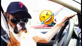 Funny Animals 😂 - Funniest Cats and Dogs 😹🐶 Latest Videos 2022! #1