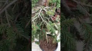 ❤🌲На штамбе красивые хвойные и лиственные | Telegram: https://t.me/love_is_hvoiny_dvorik