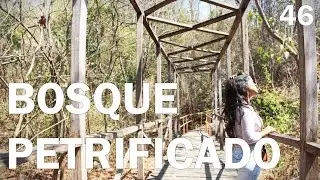 BOSQUE PETRIFICADO // 04-11-2016