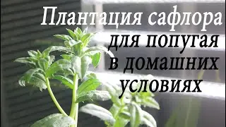 Удивительно красивый сафлор в домашних условиях. 45й день эксперимента.