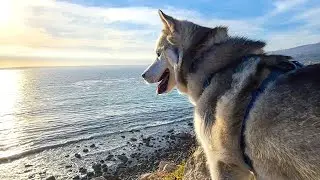 Happy Beach Hike with Huskies 