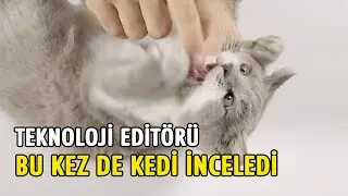 Kedi: Detaylı İnceleme | Tekno Vahit