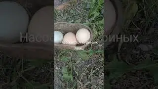 #музыка #гномы #боже #тренд #существа #рыцари #юмор #мем #жиза #прикол