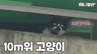 10m 교각 위에 고립된 고양이... ＂도와주세요＂ | Cat Stuck On A 10M High Railing… “HELP”