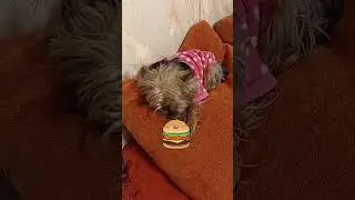 Утро Ретти и котика Зени😻