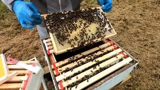 03 Swarm 1 Inspection Wednesday 1st July 2020