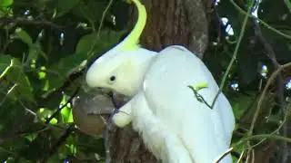 Попугаи Какаду и Гала, Лес во Дворе и с Наступающей Пасхой! Local Native Parrots 🧚‍♀️