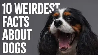10 Surprising Facts About Dogs You Never Knew!