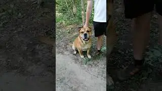 Встреча с довольно редкой породой собак КА-ДЕ-БО  