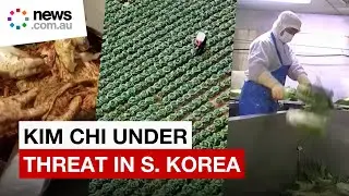 Korean staple kimchi under climate threat in its homeland