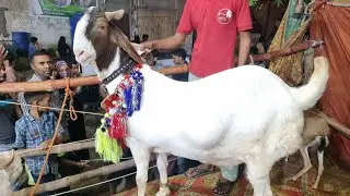 Giant Goats Bakra Mandi Updates 2021