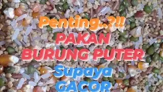 Racikan Pakan Burung Puter Supaya Gacor. 