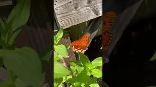 Butterfly!! 🦋 