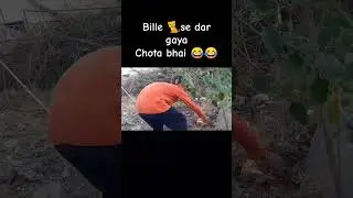 khatrnak cat 🚫❌🐈 #minivlog #vlog #funny #hiteshvlogz #funny ..........