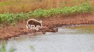 STINGER VS. WILD HOG!