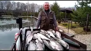 Ловля форели на безлимите.