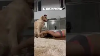 Lockdown Transformations #puppies #goldenretriever ( Goldenretriever )