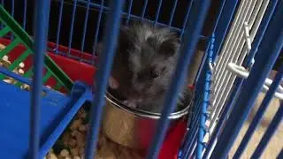 Хомяк разволновался