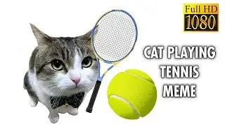 Cat Playing Tennis Meme ( FULL HD 60FPS )