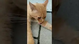 МАРСИК НА УЛИЦЕ 😘💓 Музыка Автора @simb