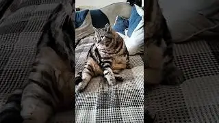 Обманом отговорили ! #Мотик #пирожки #бег #смешныеживотные #прикол #funnyanimals #юмор