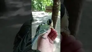 Молодые синицы / Titmouse