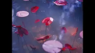 И.Штраус/Медленный Вальс (в обработке)/The World of Photography