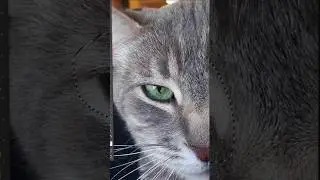 Исправление кота в Фотошопе 