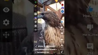 я создал новый звук #shorts #ястреб #демократия #сша #звук