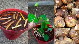 Grow a taro Plant from cuttings || Easy step-by-step guide!