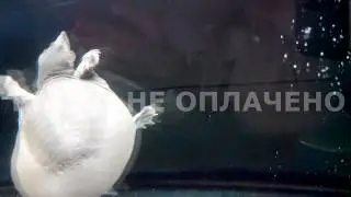 как сделать водяной знак? водяной знак бесплатно,черепашка плавает в аквариуме