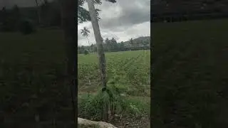 LAGI MENINJAU KEBUN SINGKONG GAAIISS...