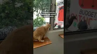 Hunter #cat #anakkucinglucuimutgemesin #malaysia #kitten #hunter #catlover #kucing #pigeon #merpati