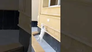 he found a bird outside 😳