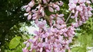 Людмила Сенчина, романс из к/ф "Дни Турбиных" - Белой акации гроздья душистые (М. Л. Матусовский)