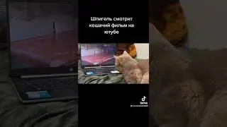 Кот 🐈 Шпигель смотрит кошачий фильм на ютубе и ему очень интересно 🤔, что будет дальше…